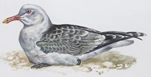 Zoology: Birds, Audouins Gull, (larus audouinii), illustration Zoology: Birds, Audouins Gull, (larus audouinii), illustration