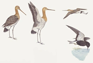 Zoology: Birds, Black-tailed Godwit, (Limosa limosa) and Black Tern, (Chlidonias niger), illustration Zoology: Birds, Black-tailed Godwit, (Limosa limosa) and Black Tern, (Chlidonias niger), illustration