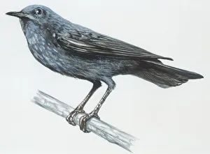 Zoology: Birds, Blue Rock-Thrush (Monticola solitarius), illustration Zoology: Birds, Blue Rock-Thrush (Monticola solitarius), illustration
