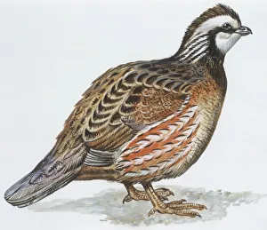 Zoology: Birds, Bobwhite Quail (Colinus virginianus), illustration Zoology: Birds, Bobwhite Quail (Colinus virginianus), illustration