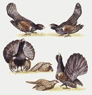 Zoology: Birds, Capercaillie (Tetrao urogallus), illustration Zoology: Birds, Capercaillie (Tetrao urogallus), illustration