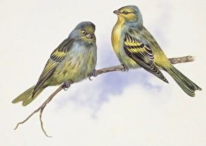 Zoology: Birds, Corsican Finch (Carduelis corsicana) and European Goldfinch (Carduelis carduelis), illustration Zoology: Birds, Corsican Finch (Carduelis corsicana) and European Goldfinch (Carduelis carduelis), illustration