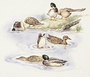 Zoology: Birds, Ducks swimming, illustration Zoology: Birds, Ducks swimming, illustration