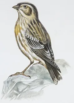 Zoology: Birds, Eurasian Stone-curlew (Burhinus oedicnemus), illustration Zoology: Birds, Eurasian Stone-curlew (Burhinus oedicnemus), illustration