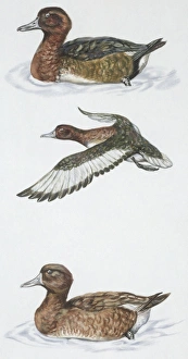Zoology: Birds, Ferruginous Duck (Aythya nyroca), illustration Zoology: Birds, Ferruginous Duck (Aythya nyroca), illustration