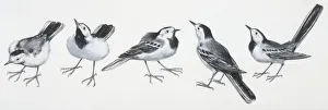 Zoology: Birds, Grey Wagtail (Motacilla cinerea), illustration Zoology: Birds, Grey Wagtail (Motacilla cinerea), illustration
