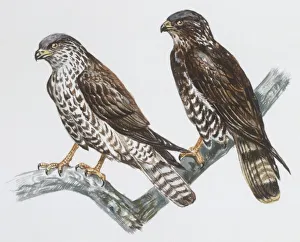 Zoology: Birds, Honey Buzzard (Pernis apivorus), illustration Zoology: Birds, Honey Buzzard (Pernis apivorus), illustration