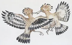 Zoology: Birds, Hoopoe (Upupa epops), illustration Zoology: Birds, Hoopoe (Upupa epops), illustration