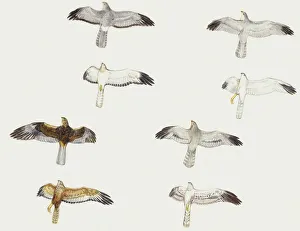 Zoology: Birds, Little Owl (Athene noctua), illustration Zoology: Birds, Little Owl (Athene noctua), illustration