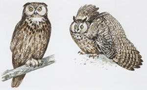 Zoology: Birds, Long-eared Owl (Asio otus), illustration Zoology: Birds, Long-eared Owl (Asio otus), illustration