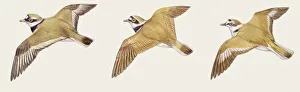 Zoology: Birds, Mallard (Anas platyrhynchos), illustration Zoology: Birds, Mallard (Anas platyrhynchos), illustration