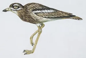 Zoology: Birds, Rock Sparrow, (Petronia petronia), illustration Zoology: Birds, Rock Sparrow, (Petronia petronia), illustration