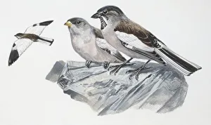 Zoology: Birds, White-winged Snowfinch, (Montifringilla nivalis), illustration Zoology: Birds, White-winged Snowfinch, (Montifringilla nivalis), illustration