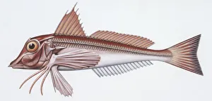 Zoology: Fishes: East Atlantic red gurnard (Aspitriglia cuculus), illustration Zoology: Fishes: East Atlantic red gurnard (Aspitriglia cuculus), illustration