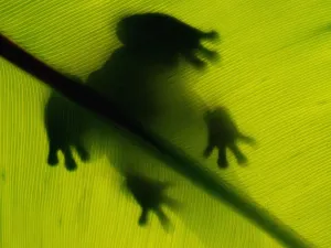 Australian Wildlife Photos Prints: Frog shadow green leaf