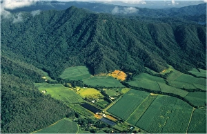 Aerial view of Cane-fields, Cairns district, north Queensland, Australia Aerial view of Cane-fields, Cairns district, north Queensland, Australia