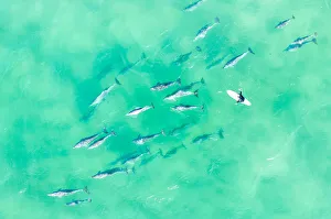 Aerial view of a Large pod of Dolphins with a surfer swimming in the ocean Aerial view of a Large pod of Dolphins with a surfer swimming in the ocean