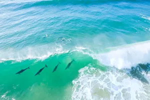 Aerial view of a pod of Dolphins swimming through a wave in the ocean Aerial view of a pod of Dolphins swimming through a wave in the ocean
