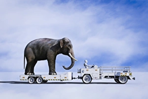 ai, android, animals, artificial intelligence, captivity, cargo, cloud, color image ai, android, animals, artificial intelligence, captivity, cargo, cloud, color image