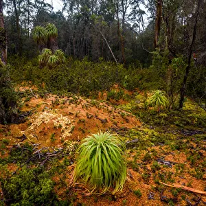 Alpine Moorland at Pine Valley, Overland track, Tasmania Alpine Moorland at Pine Valley, Overland track, Tasmania