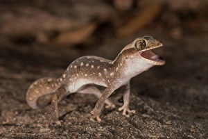 Angry Gecko 1 Angry Gecko 1