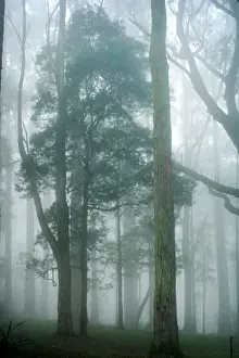 Images Dated 13th July 2014: Arbor Day Print - The Land of the Natural Giants
