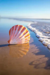 Art Prints: Focussed Shell Beach Mornings Print