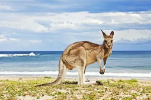 Art Prints: Kangaroo Beach Print
