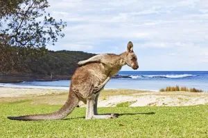 Art Prints: Kangaroo Beach Print