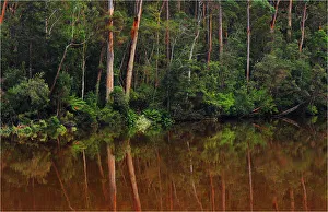 Arthur River reflections, West coast of Tasmania Arthur River reflections, West coast of Tasmania