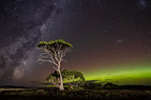 Aurora Australis or Southern Lights and the Milky Way behind gum trees Aurora Australis or Southern Lights and the Milky Way behind gum trees