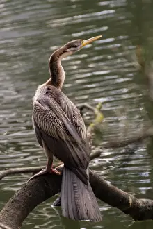 Bird Photography Australia Prints: Australasian Darter