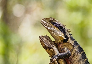Australia, New South Wales, Blackheath, Water dragon (Intellagama lesueurii) perching on branch Australia, New South Wales, Blackheath, Water dragon (Intellagama lesueurii) perching on branch