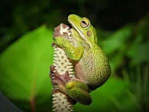 White-Lipped Tree Frog Print on Flower