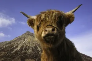 Highland Cow Prints: Highland Cow Print