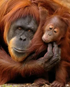 Australian Print - Mother and Baby Orangutan Hug