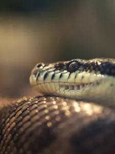 Australian Snakes Prints: Carpet Python