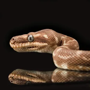 Australian Wildlife Pictures Prints: Close up of the head of a brown python