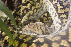Snake Photography Prints: Close-up of python