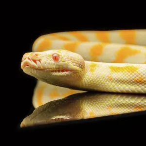Reptile Photography Australia Prints: Close up of young python