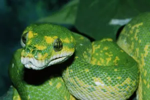 Reptile Photography Outdoors Prints: Coiled green tree python