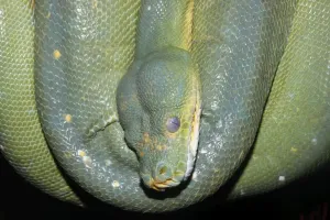 Prints of The green tree python (morelia viridis) is a species of python pythonidae family. It is distributed by the northern tip of Australia, Papua New Guinea and the Solomon islands Green Snake Prints: Green Tree Python Print (Morelia viridis)