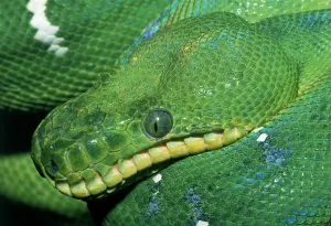Green Tree Python Prints: Green python