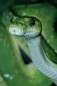 Reptile Photography Australia Prints: Green tree python