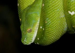 Green Tree Python Prints: Green Tree Python