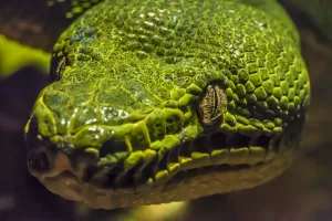 Green Tree Python Prints: Green tree python