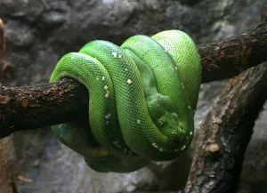 New Guinean Green Tree Python Print
