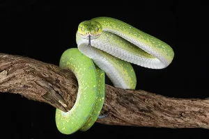 Green Tree Python Prints: Green tree python