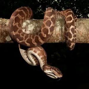 Snake Prints: Rough-scaled Python Garden Print