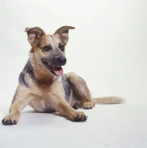 Australian Cattle Dog Lying Down, (Portrait) Australian Cattle Dog Lying Down, (Portrait)